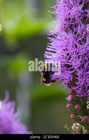 un bumblebee raccogliere polline su un liatris di fiori viola in estate Foto Stock