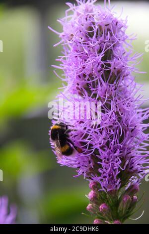 un bumblebee raccogliere polline su un liatris di fiori viola in estate Foto Stock