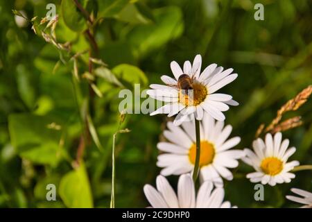 Ape su i fiori di camomilla Foto Stock