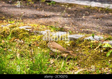 Song thrush con un verme in bocca Foto Stock