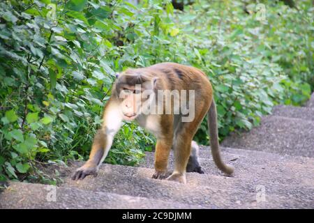 scimmia selvaggia in un tempio nello sri lanka Foto Stock