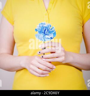 Mani femminili che tengono il fiore blu di garofano su uno sfondo giallo. Manicure naturale con disegno triangoli, manicure geometrie Foto Stock