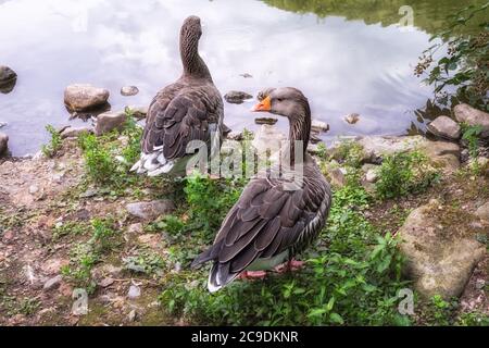 Due selvagge passeggiate di oche greylag lungo la riva verde dello stagno. L'oca di greylag Anser anser è una specie di oca grande nella famiglia degli uccelli acquatici Anat Foto Stock