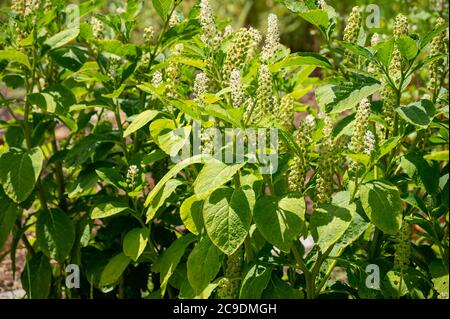 Raccolta botanica di piante ed erbe velenose, Phytolacca americana, o pokeweed americano, balletto di poke, dragonaces pianta in fiore Foto Stock