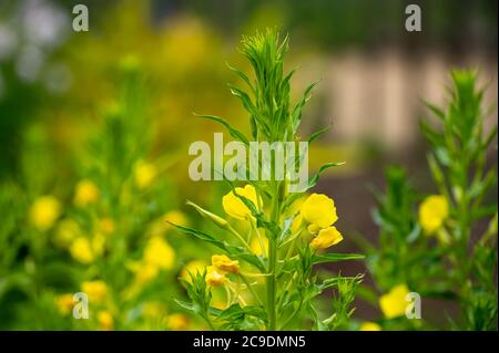 Raccolta botanica di piante medicinali ed erbe, Oenotera parviflora o Primrose della sera settentrionale ha usato aromaterapia e medicina in estate Foto Stock