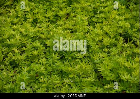 Raccolta botanica di piante medicinali ed erbe commestibili, Asperula o Galium odoratum o piante di paglia di bedgana profumata in estate Foto Stock