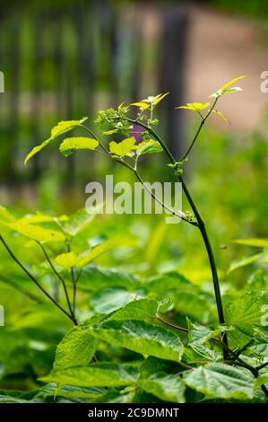 Collezione botanica di piante medicinali ed erbe, Eleutherococcus senticosus o cespuglio del diavolo, ginseng siberiano, pianta endemica eleutero Foto Stock