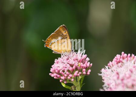 Marrone hairstreak (Thecla betulae) sotto di una farfalla di alimentazione sulla canapa agrimony Foto Stock