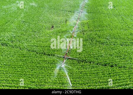 Martin, Michigan - UN sistema di irrigazione a perno centrale annaffia un campo di mais nel Michigan occidentale. Foto Stock