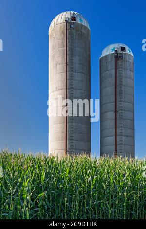 Shelbyville, Michigan - Silos in una fattoria nel Michigan occidentale. Foto Stock