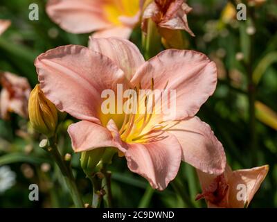 Closeup di una bella pesca Hemerocallis girasole e boccioli, varietà Barbara Mitchell, in un giardino Foto Stock