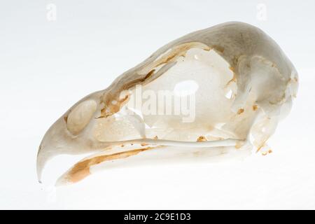 Il cranio di un falco dalla coda rossa (Buteo jamaicensis) un uccello comune di preda in Nord America. Foto Stock