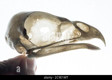 Il cranio di un falco dalla coda rossa (Buteo jamaicensis) un uccello comune di preda in Nord America. Foto Stock