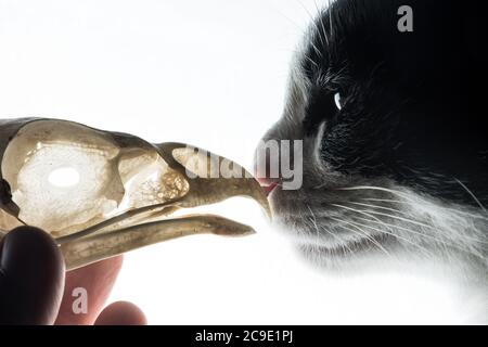 I gatti all'aperto sono considerati una delle principali minacce per le popolazioni di uccelli e uccidono milioni di uccelli ogni anno. Foto Stock