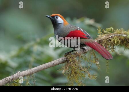 Vista laterale del Laughingthrush dalla coda rossa (Trochalopteron milnei), selvaggia, ma attratta dalla stazione di alimentazione, Gaoligong Shan, Yunnan sud-occidentale, China Winter Foto Stock