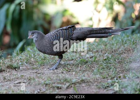 Gray Peacock-Pheasant (Polyplectron bicalcaratum), uomo, vista laterale, 'Hornbill Valley', Contea di Yingjiang, sud-ovest Yunnan, Cina 26 dicembre 2018 Foto Stock