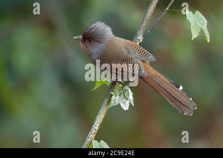 Barwing (Actinodura egertoni), selvaggio, ma attratto da Water Feature, Jailigong Shan, Yunnan sud-ovest, Cina 2 gennaio 2019 Foto Stock