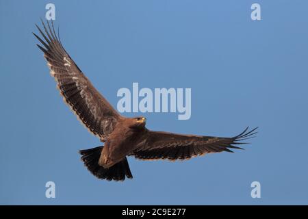 Steppe Eagle (Aquila nipalensis) in volo, Contea di Yingjiang, Yunnan sud-ovest, Cina 25 dicembre 2018 Foto Stock