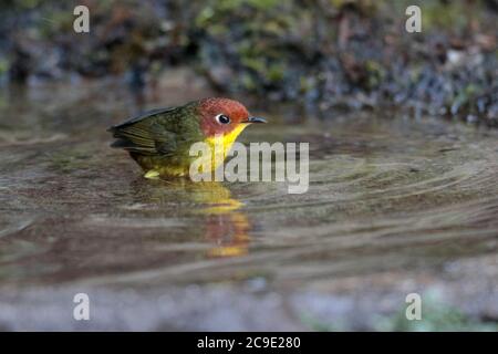 Tesia con testa di castagno (Cettia castaneocoronata), selvaggia, ma attratta dalle caratteristiche acquatiche, Gaoligong Shan, Yunnan sud-occidentale, Cina 1 gennaio 2019 Foto Stock