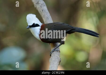 White-crested Laughingthrush (Garrulax leucolophus) vista laterale, 'Hornbill Valley', Contea di Yingjiang, Yunnan meridionale, Cina Foto Stock