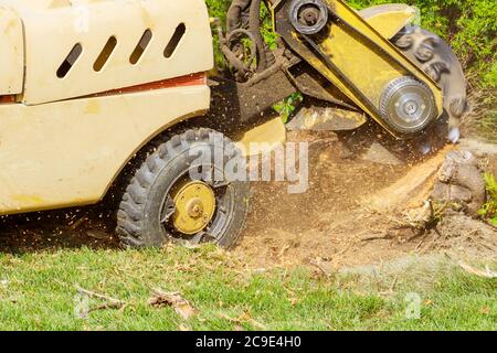 Un moncone viene triturato con la rimozione, macinando i ceppi e le radici in piccole schegge Foto Stock