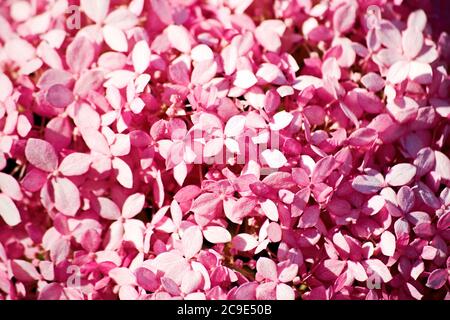 Rosa hydrangea petali texture di sfondo modello. Sfondi floreali e floreali con spazio per la copia del testo Foto Stock