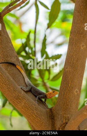 Una lucertola maschile AGAMA in colori di riproduzione seduta su un albero in un giardino a Bamako, la capitale e la città più grande del Mali. Foto Stock