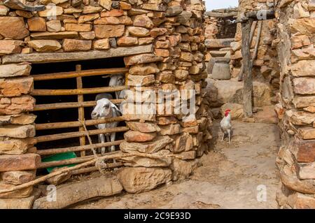 Pecora e pollo nel villaggio di Niogono Dogon, nella zona di Bandiagara, nella regione del Dogon, nel Mali, nell'Africa occidentale. Foto Stock