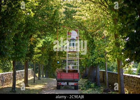 30 luglio 2020, Sassonia-Anhalt, Hundisburg: Il giardiniere del paesaggio Andy Ladwig usa una stencil di legno per tagliare gli alberi di un viale di alberi di lime nel giardino del palazzo di Hundisburg. I primi edifici del Castello di Hundisburg furono già eretti nel XII secolo. Nel 1452 la famiglia von Alvensleben acquisì il complesso. Johann Friedrich von Alvensleben fece convertire l'Hundisburg in un palazzo barocco e stese il giardino barocco dell'architetto di Stato Braunschweig Hermann Korb alla fine del XVII secolo. Il Palazzo di Hundisburg e il giardino barocco fanno parte della rete 'Garden Dreams - Hi Foto Stock