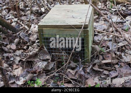 Trappole per il controllo di peste in un bosco locale. Queste trappole stanno catturando i hedgehogs! Foto Stock