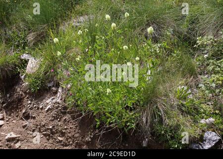 Trifolium pannonicum, trifoglio ungherese. Pianta selvaggia sparata in estate. Foto Stock