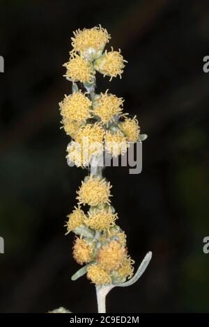 Artemisia assenzio, comune Wormwood. Pianta selvaggia sparata in estate. Foto Stock