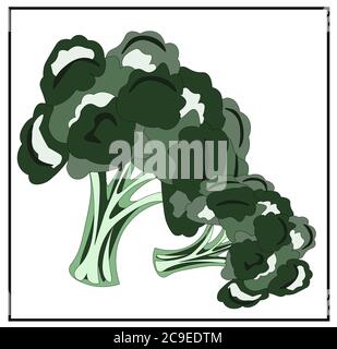 Broccoli. Verde. Cavolo. Cavolfiore. Immagini isolate Illustrazione Vettoriale