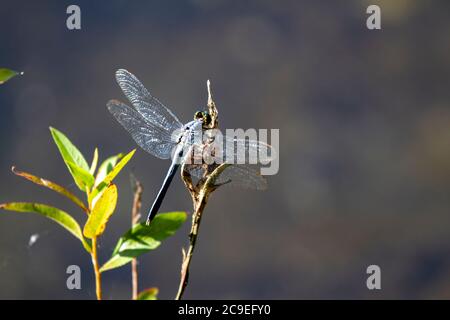 Una grande libellula blu skimmer (Libellula vibra) che riposa su una pianta con le sue ali che riflettono la luce solare. È originario della costa orientale degli Stati Uniti. Questo è un Foto Stock
