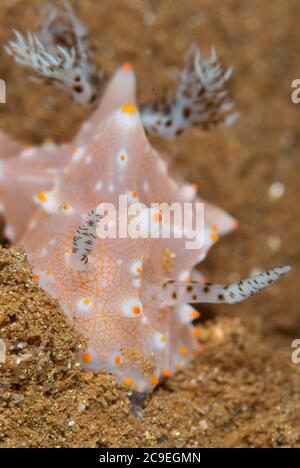 Batangas Halgerda nudibranch, Halgerda batangas, Hantu API sito di immersione, Waihinga Bay, Ili API, Kawula Island, vicino Flores, Indonesia, Oceano Pacifico Foto Stock