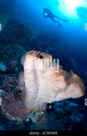 Sponge, porifera phylum, con subacqueo con luce contro il sole in background, il sito di immersione slot, Isola di Bingkudu, Penyu Group, Lucifare, Indonesia Foto Stock
