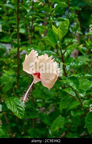 Wite Chaina Rose Mandar Flower con foglie verdi e rami al Giardino Foto Stock