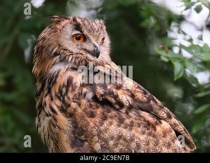 Eagle Owl in mostra presso il parco faunistico del Regno Unito. Foto Stock