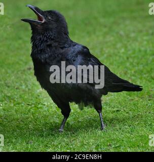 Un corvo è una delle numerose specie più grandi del genere Corvus. Queste specie non formano un singolo gruppo tassonomico all'interno del genere Foto Stock
