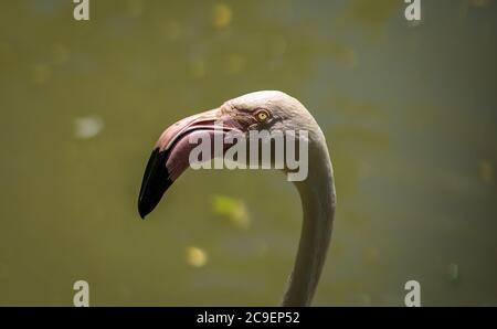 Primo piano della testa del fenicottero. Fenicottero rosa isolato. Foto Stock