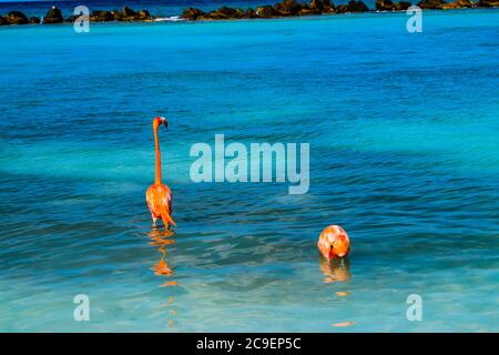 Fenicottero rosa che cammina sulla spiaggia dell'isola di Aruba, Mar dei Caraibi, Isola del Rinascimento Foto Stock