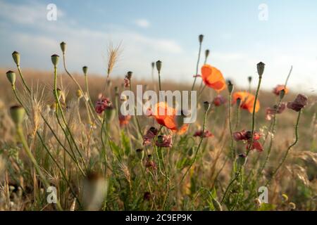 campo di papaveri nel vento. Fiori i papaveri rossi fioriscono su un campo selvaggio. Papaveri maturi. Droghe naturali. Papavero al tramonto. Foto Stock