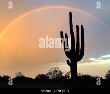 USA - ARIZONA: Arcobaleno sopra il Cactus gigante di Saguaro Foto Stock