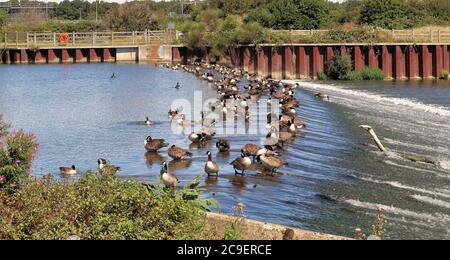 Canada Geese nutrire su un Weir sul fiume Jubilee vicino a Windsor, Inghilterra Foto Stock