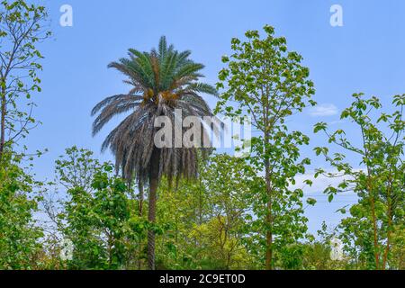 L'albero della palma della data sta osservando impressionante fra un altro alberi sulla luce del sole della stagione estiva. Ci sono alcune foglie verdi con foglie secche anche. Foto Stock