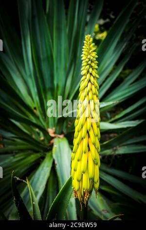 Knifofia Wrexham Buttercup pianta. Foto Stock