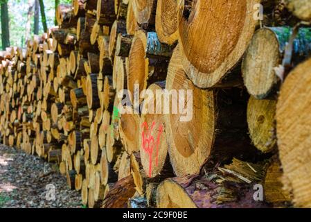 Pineta deforestata nella foresta, tronchi di alberi immagazzinati nella foresta, legno di abete accatastato in una foresta, abbattere abeti in una foresta Foto Stock