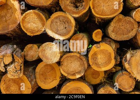 Pineta deforestata nella foresta, tronchi di alberi immagazzinati nella foresta, legno di abete accatastato in una foresta, abbattere abeti in una foresta Foto Stock