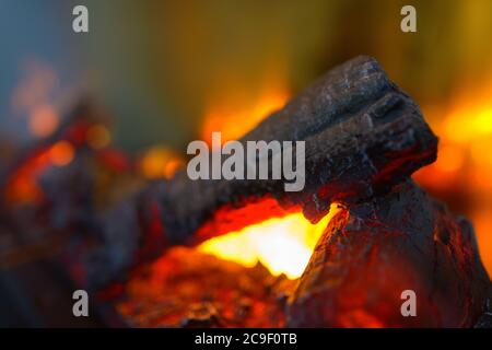 Ritratto di calici che bruciano nelle fiamme Foto Stock