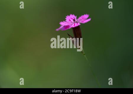 Fiore selvatico Dianthus carthusianorum sul prato della foresta. Conosciuto come rosa certosino. Fiore rosa su sfondo verde. Foto Stock